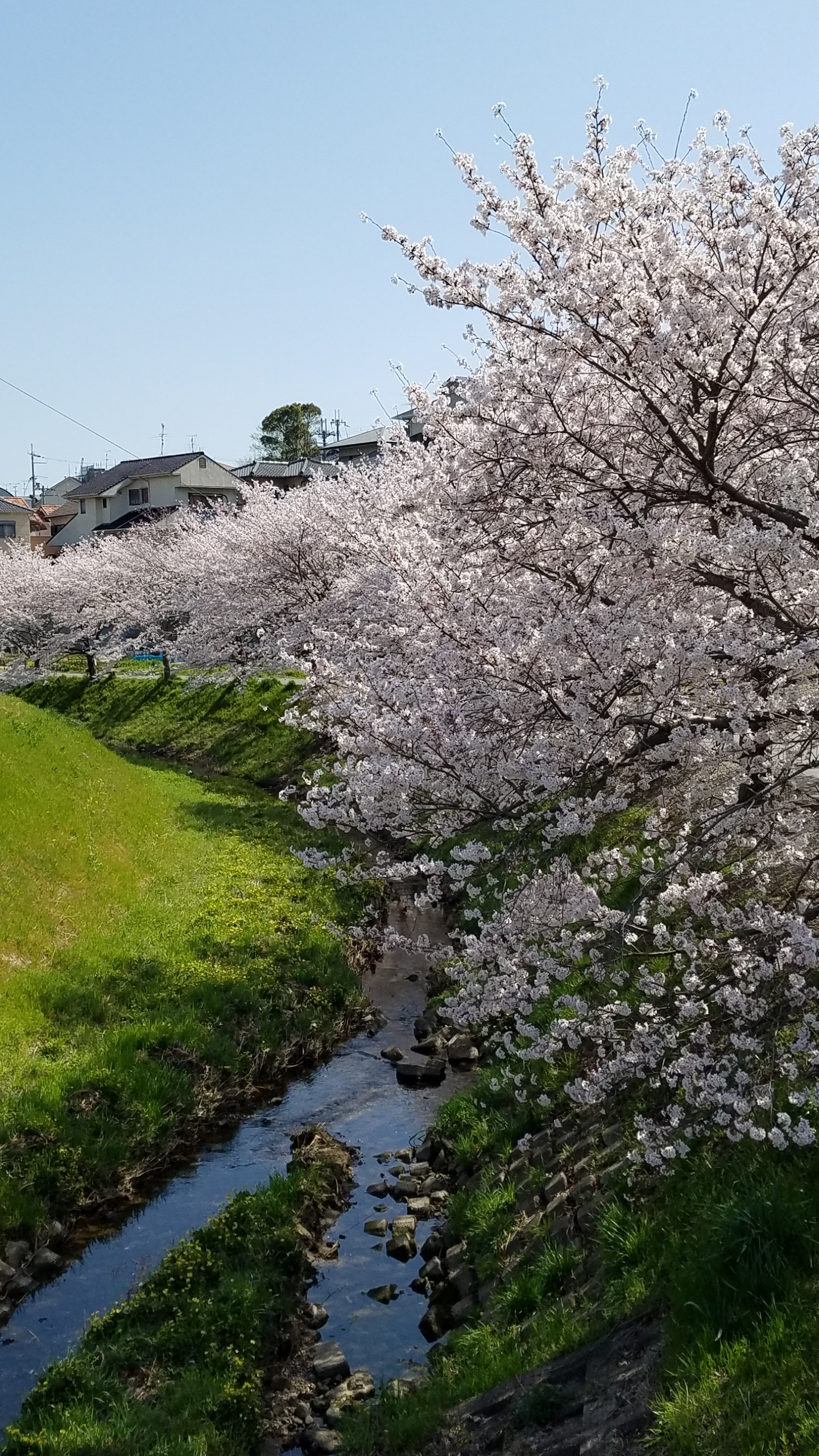 グレージ 川沿い 桜 満開